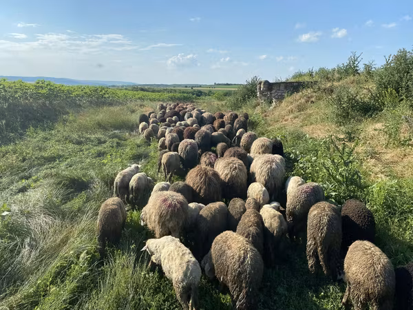 Oveja, Ovejas