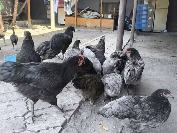 آسترالورپ