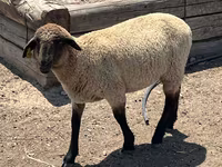 كبش, Hampshire sheep — الصورة 5