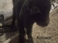 Эчки теке, Камори эчки — сүрөт 6