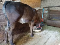 Vaca, Swiss cattle — foto 5