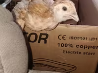 Chickens — Foto 2
