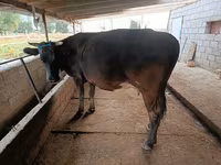 गाय, मवेशी — फ़ोटो 2