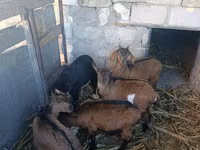 Goat, Goats — photo 2