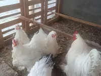 Chickens — 8-rasm