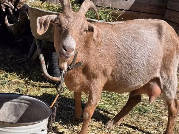 Cabra, Cabras