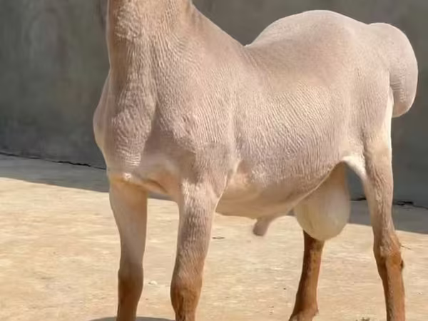 Кочкор, Рён кочкору