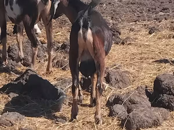 Billy Goat, Goats