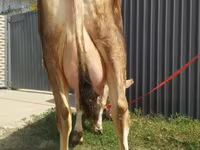 母牛, Swiss cattle — 照片 3
