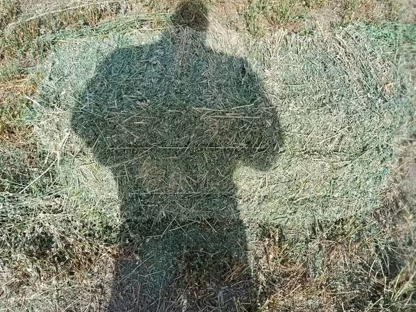 Сено в тюках - Тип: луговое сено, прессованные прямоугольные тюки. -