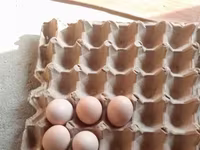 Chickens — Foto 3