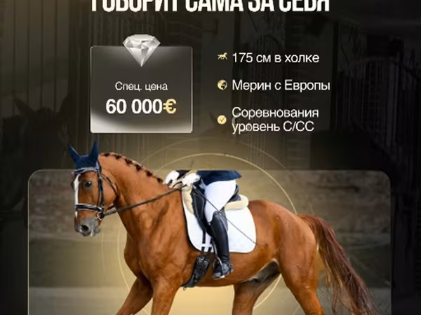 Ат, Фриз спорттук ат