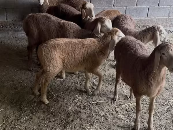 Кочкор, Арашан — Кыргызстан