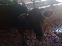 Vaca, Ganado vacuno — foto 3