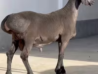 Carnero, Rhon sheep — foto 2