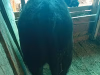 ثور, الماشية — الصورة 8