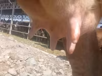 母牛, Alatau breed — 照片 6