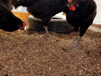 Chickens — Foto 3