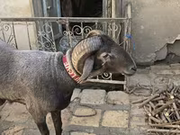 母羊, Sheep — 照片 2