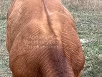 Bull, Limousin cow — photo 4