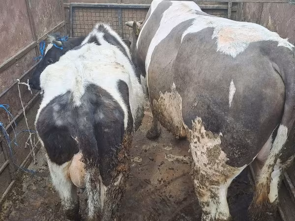 Toro, Ganado vacuno
