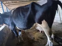 गाय, Russian Black pied cattle — फ़ोटो 3