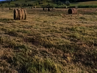 Продам луговую траву — 3-сурет