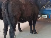 Уй, Абердин – ангус тукуму — сүрөт 2