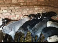 Carnero, Rhon sheep — foto 5