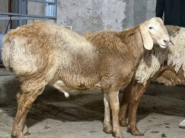Кочкор, Койлор