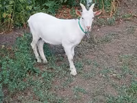 Billy Goat, Saanen goat — photo 4