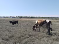Toro, Ganado vacuno — foto 3