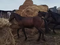 Aygʻir, Horse breed — 7-rasm