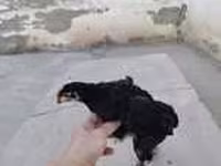 Chickens — Foto 7