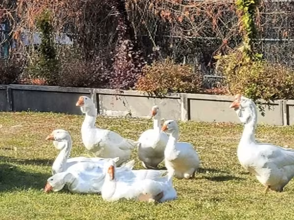 Каздар