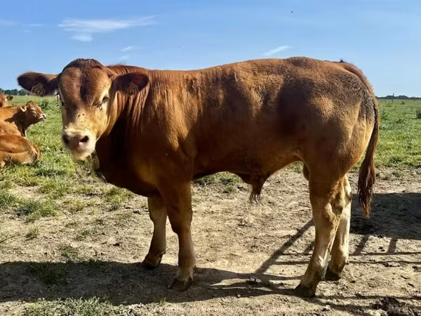 Bull, Limousin cow