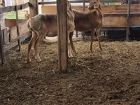 Oveja, Arashan sheep — foto 5
