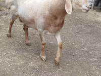 Qoʻchqor, Arashan sheep — 2-rasm