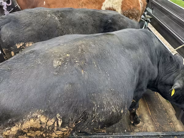 Vaca, Ganado vacuno