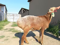 Widder, Agin sheep — Foto 4