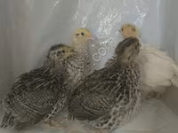 Quails — الصورة 1