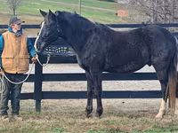 Hengst, Rocky Mountain Horse — Foto 2