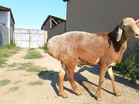 Widder, Agin sheep — Foto 5