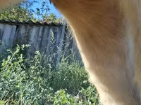 Vaca, Ganado vacuno — foto 5