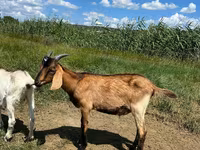 बकरा, Nubian Goat — फ़ोटो 4
