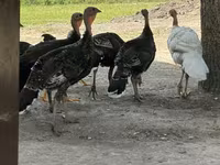 Turkeys — 2-rasm
