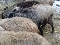 Oveja, Ovejas — foto 1