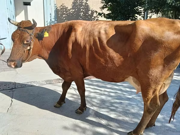 母牛, Red Estonian cattle — 乌兹别克斯坦