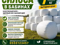 Силос в бабинах из свежей кукурузы - Питательный и вкусный корм — फ़ोटो 1