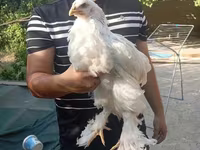 Chickens — 2-rasm